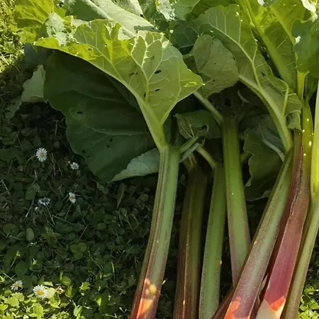 D'hôtes Le Chant Des Oiseaux à La Source De Nos Racines Alojamento de Acomodação e Pequeno-almoço 4*